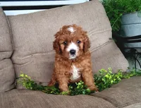 Smores , a male Cavapoo for sale in Newport, PA – 2 of 7