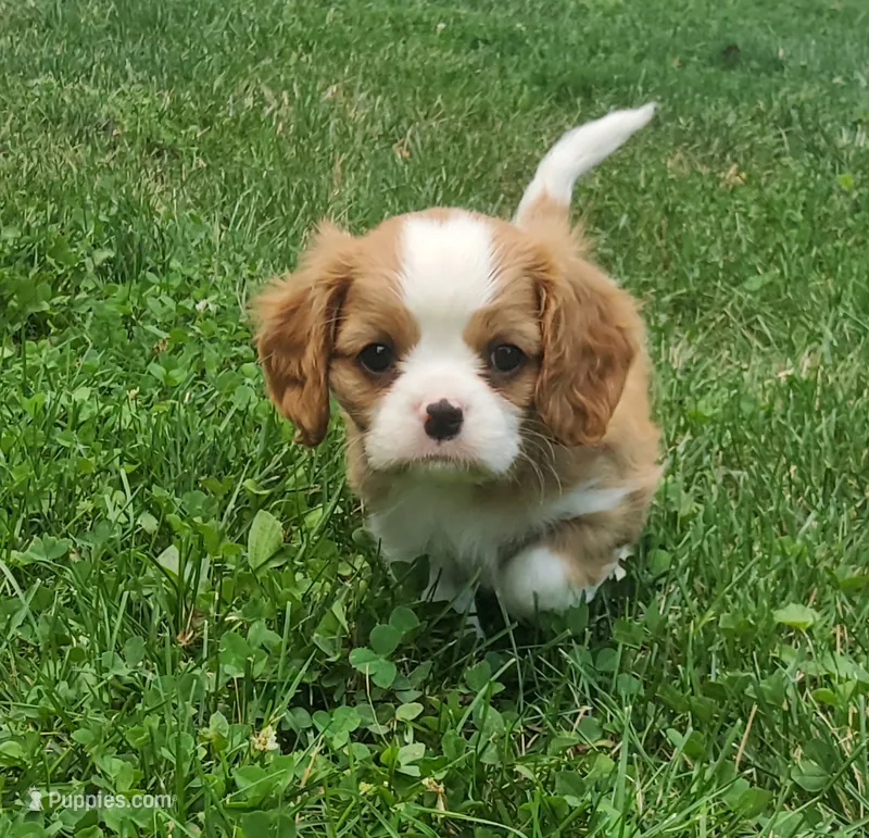 Bailey  – Cavalier King Charles Spaniel puppy for sale in Newport, PA