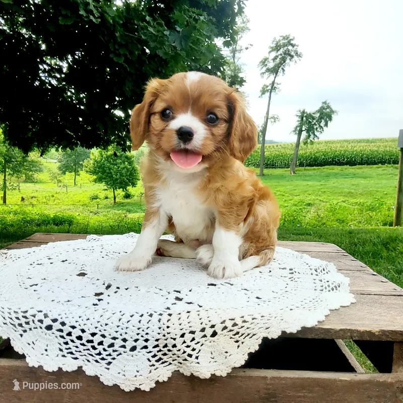 Brody – Cavalier King Charles Spaniel puppy for sale in Newport, PA
