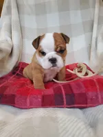 Meatball, a male English Bulldog for sale in Newport, PA – Photo 1 of 5