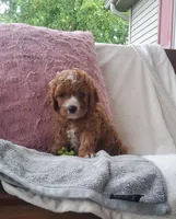 Smores , a male Cavapoo for sale in Newport, PA – 7 of 7