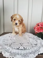 Summer, a female Cockapoo for sale in Newport, PA – 4 of 4