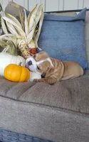 Frankie, a male English Bulldog for sale in Newport, PA – 4 of 7