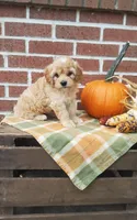 Tika, a female Cockapoo for sale in Newport, PA – 4 of 6