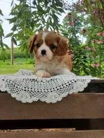 Brody, a male Cavalier King Charles Spaniel for sale in Newport, PA – 5 of 8