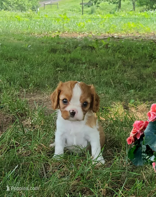 Bo – Cavalier King Charles Spaniel puppy for sale in Newport, PA