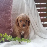 Sonny, a male Cavapoo for sale in Newport, PA – 3 of 4