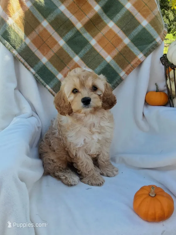Tika – Cockapoo puppy for sale in Newport, PA