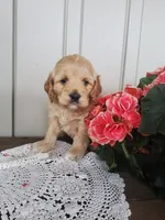 Saige , a male Cockapoo for sale in Newport, PA – 4 of 4