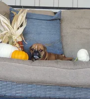 Finn, a male English Bulldog for sale in Newport, PA – 2 of 6