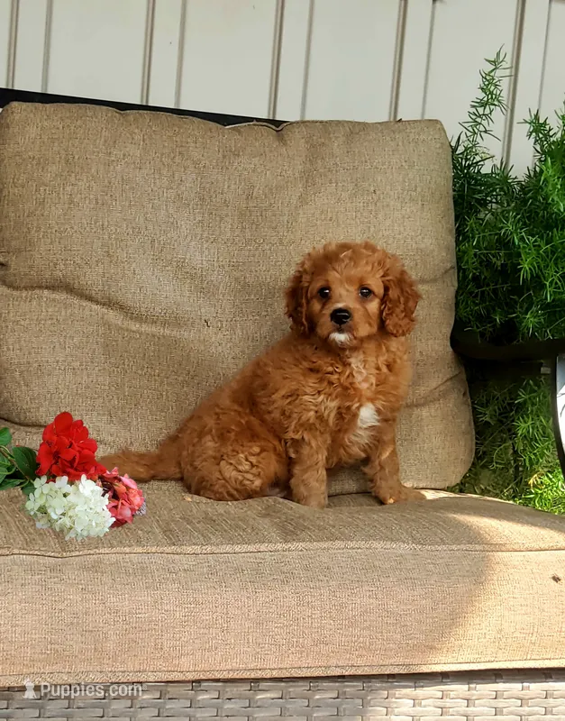 Sonny – Cavapoo puppy for sale in Newport, PA