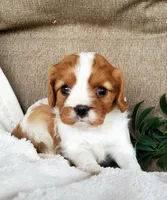 Hugo, a male Cavalier King Charles Spaniel for sale in Newport, PA – 2 of 3