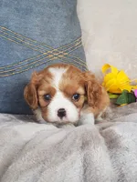Biscuit, a male Cavalier King Charles Spaniel for sale in Newport, PA – 3 of 4