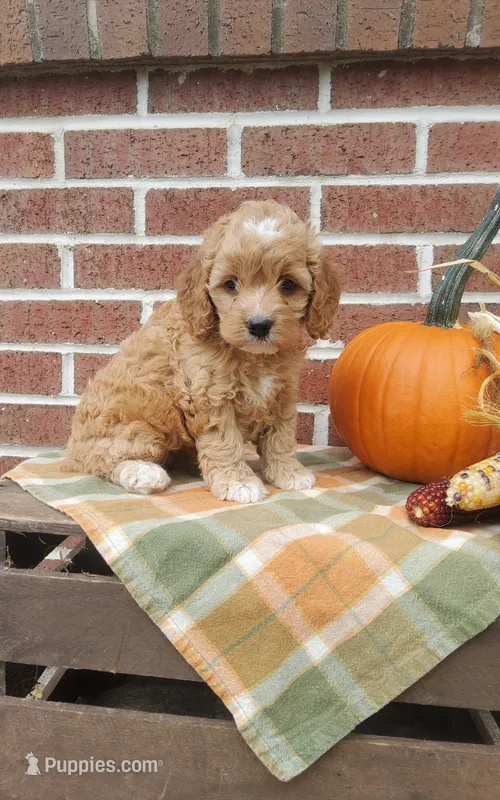 Twinkle – Cockapoo puppy for sale in Newport, PA
