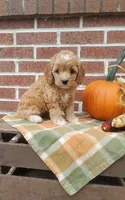 Twinkle, a female Cockapoo for sale in Newport, PA – 4 of 4