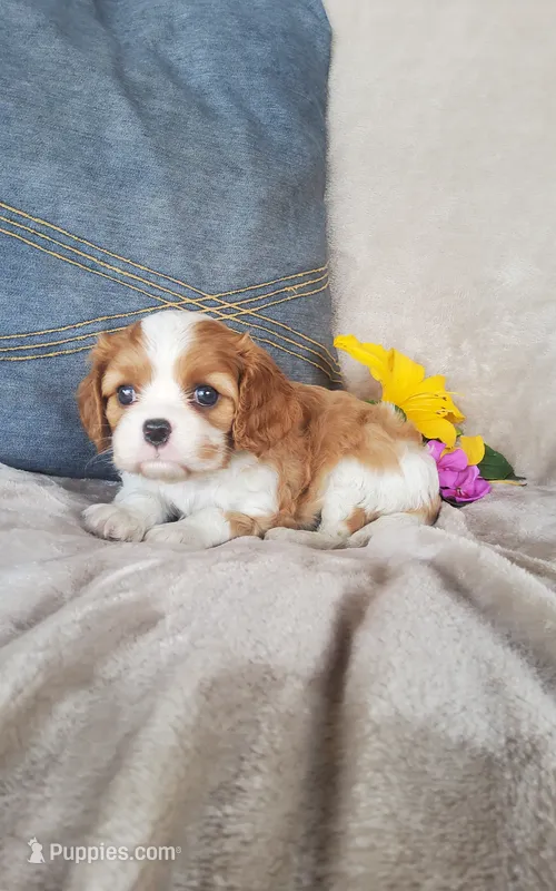 Brooke  – Cavalier King Charles Spaniel puppy for sale in Newport, PA