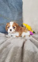 Brooke , a female Cavalier King Charles Spaniel for sale in Newport, PA – 1 of 3