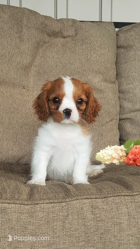 Bo – Cavalier King Charles Spaniel puppy for sale in Newport, PA