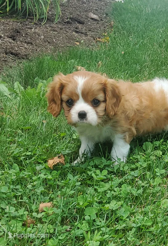 Biscuit – Cavalier King Charles Spaniel puppy for sale in Newport, PA