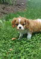 Brody, a male Cavalier King Charles Spaniel for sale in Newport, PA – 1 of 8