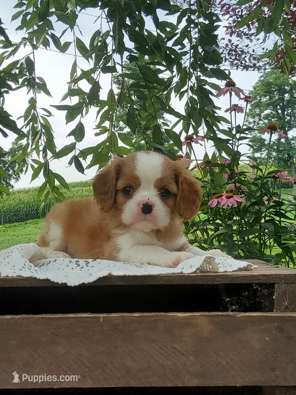 Bailey  – Cavalier King Charles Spaniel puppy for sale in Newport, PA