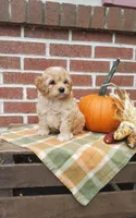 Tika, a female Cockapoo for sale in Newport, PA – 6 of 6