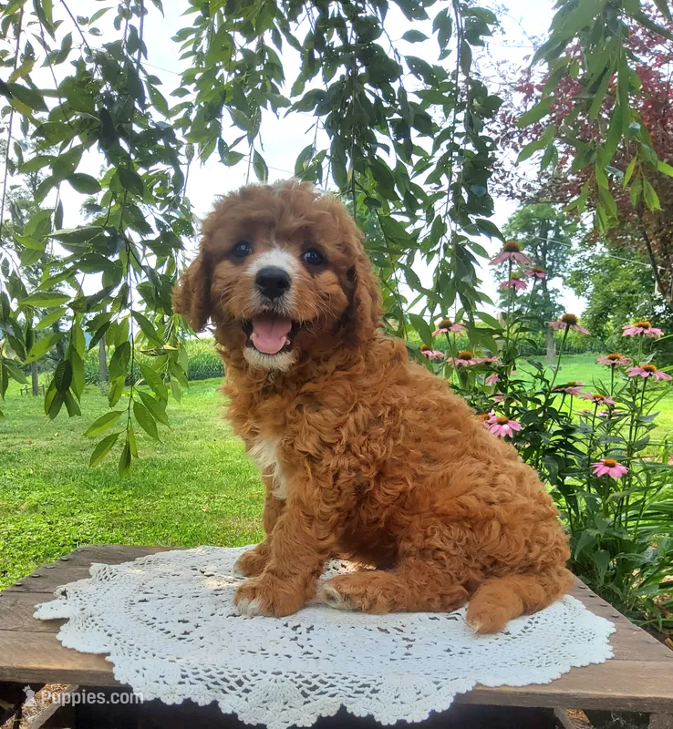 Smores  – Cavapoo puppy for sale in Newport, PA