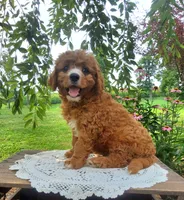 Smores , a male Cavapoo for sale in Newport, PA – 3 of 9