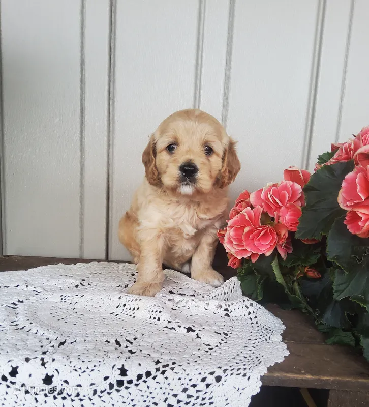 Saige  – Cockapoo puppy for sale in Newport, PA