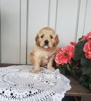 Saige , a male Cockapoo for sale in Newport, PA – 3 of 4