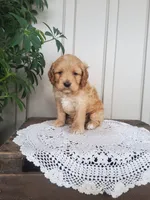 Skippy , a male Cockapoo for sale in Newport, PA – 2 of 4