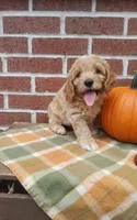 Teddy , a male Cockapoo for sale in Newport, PA – 3 of 4