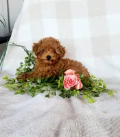 Tidbit, a male Poodle - Toy  for sale in Newport, PA – 5 of 6