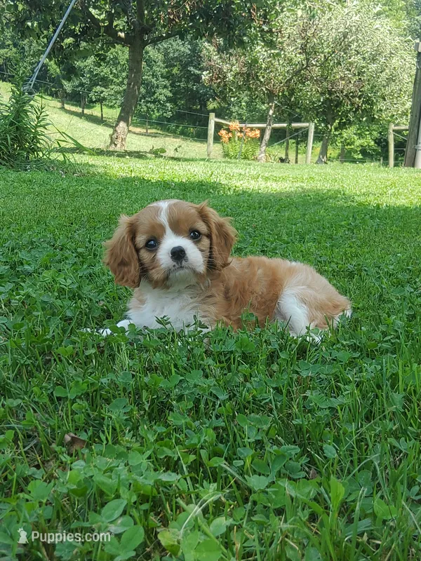 Biscuit – Cavalier King Charles Spaniel puppy for sale in Newport, PA