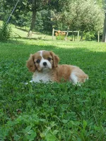 Brody, a male Cavalier King Charles Spaniel for sale in Newport, PA – 2 of 8