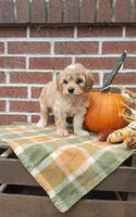 Tika, a female Cockapoo for sale in Newport, PA – 5 of 6
