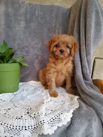 Callie, a female Cavapoo for sale in Newport, PA – Photo 1 of 4