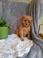 Callie, a female Cavapoo for sale in Newport, PA – Photo 2 of 4