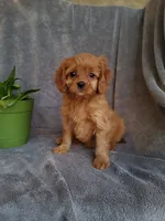 Callie, a female Cavapoo for sale in Newport, PA – Photo 3 of 4
