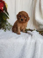 Callie, a female Cavapoo for sale in Newport, PA – Photo 4 of 4