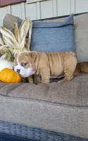 Frankie, a male English Bulldog for sale in Newport, PA – 5 of 7