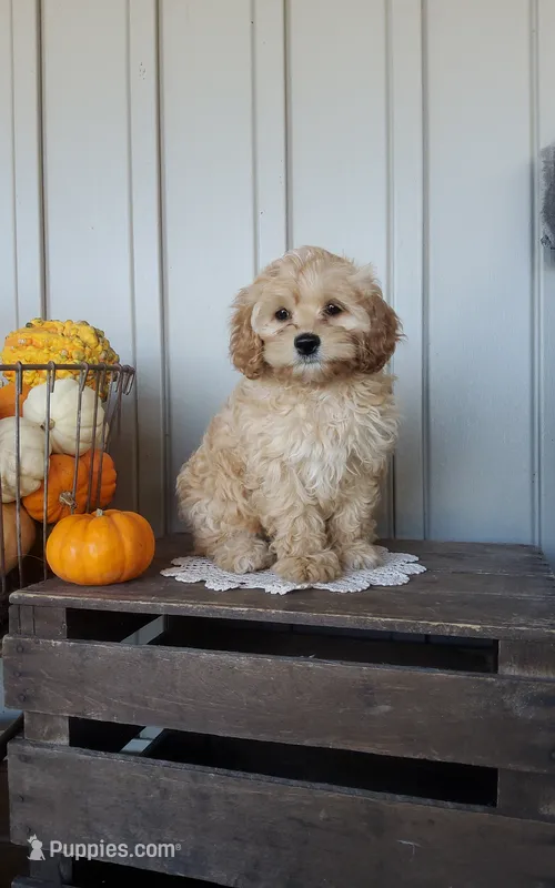 Tika – Cockapoo puppy for sale in Newport, PA