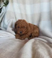 Teddy , a female Poodle - Toy  for sale in Newport, PA – Photo 2 of 3