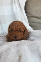 Teddy , a female Poodle - Toy  for sale in Newport, PA – Photo 3 of 3