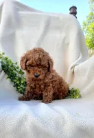 Teddy , a male Poodle - Toy  for sale in Newport, PA – Photo 3 of 5