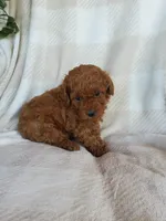 Teddy , a female Poodle - Toy  for sale in Newport, PA – Photo 1 of 3