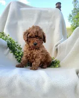 Teddy , a male Poodle - Toy  for sale in Newport, PA – Photo 2 of 5