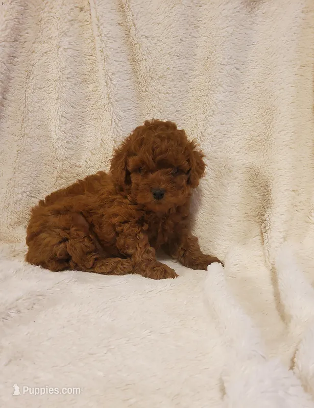 Teddy  – Poodle - Toy  puppy for sale in Newport, PA