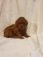 Teddy , a male Poodle - Toy  for sale in Newport, PA – Photo 4 of 5