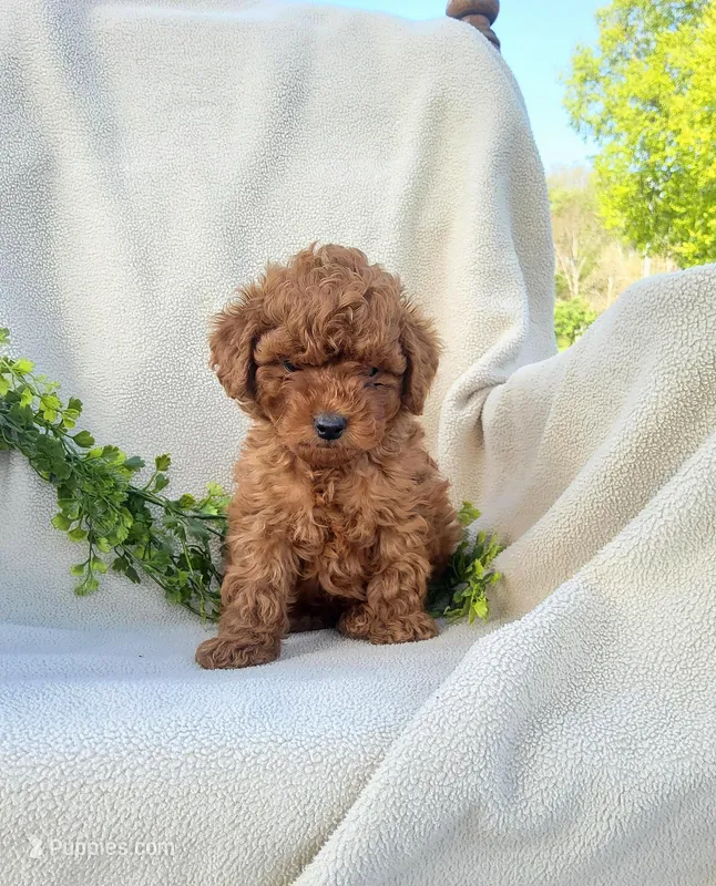 Teddy , a male Poodle - Toy  for sale in Newport, PA – Photo 1 of 5